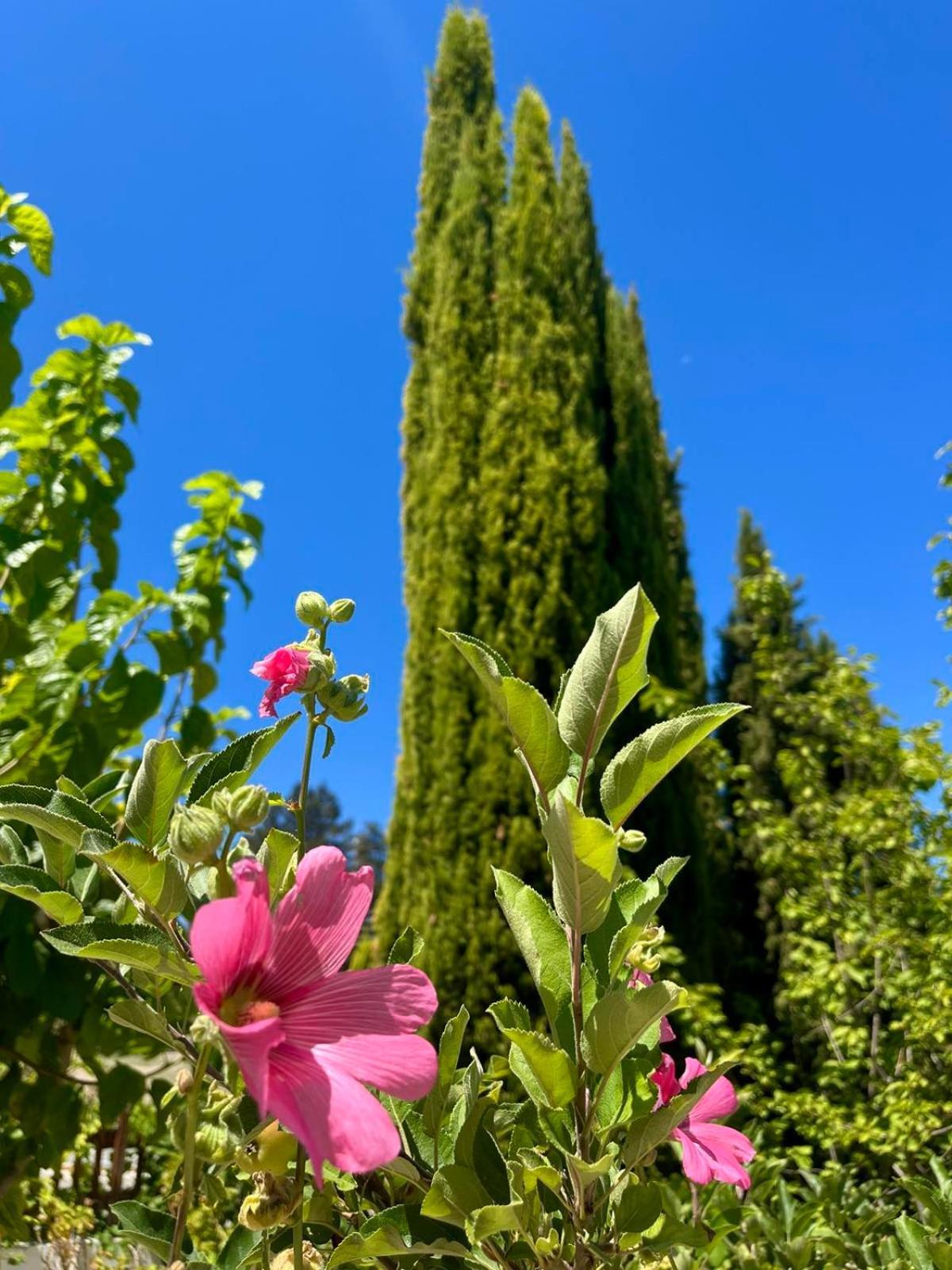 Demelida Villa In Tsada, Paphos Tsadha Buitenkant foto